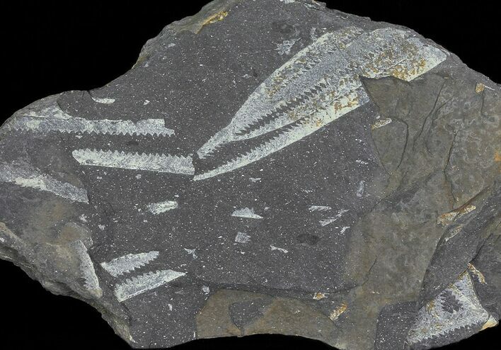 Fossil Graptolites (Didymograptus) - Great Britain #66612